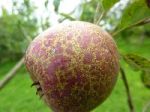 ButtermilkRusset Apple from Irish Seed Savers Assocation&nbsp;Website