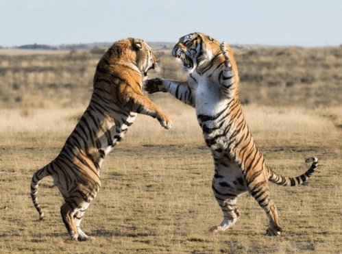 Screen Shot 2020-03-25 at 1.59.25 PM